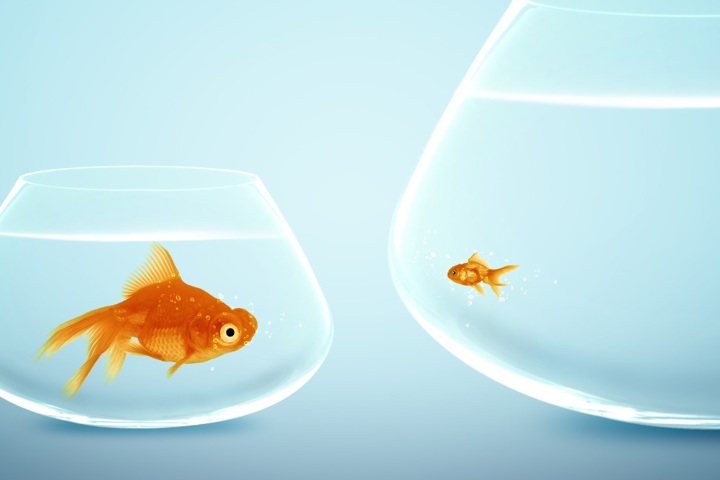 Procurement Career Change: Should You Join a Large Firm or a Small Consultancy?